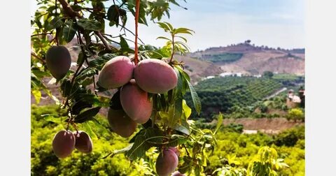 Mango espana