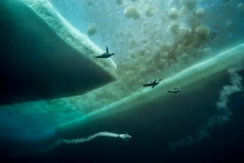 Жизнь под льдом
