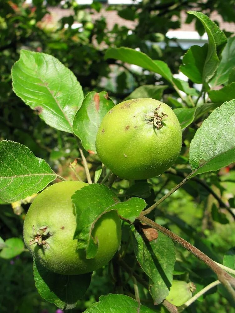 Лоба яблоня. Яблоня / Malus Sylvestris. Яблоня Дикая Malus Sylvestris. Crabapple яблоня. Яблоня дикарка.