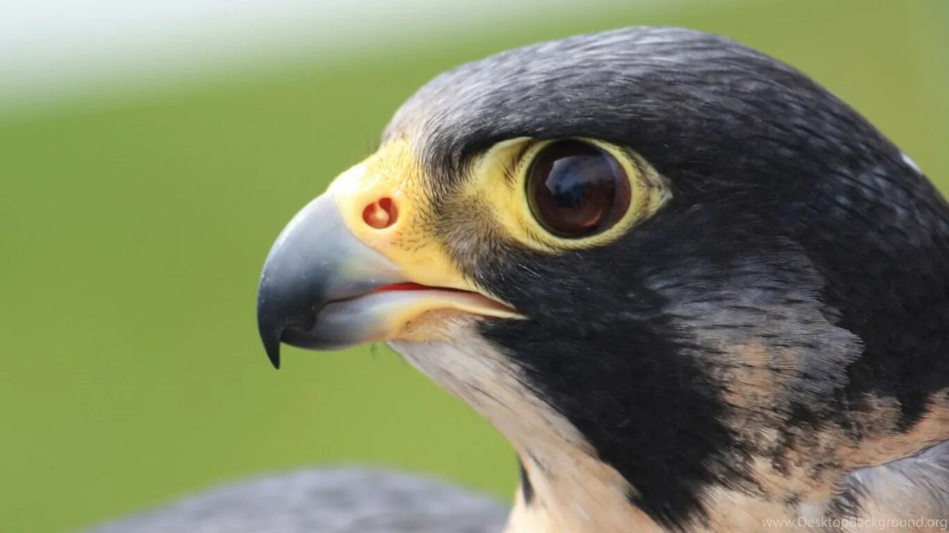 Сапсан википедия. Сокол сапсан. сапсан falco peregrinus. сокол сапсан клюв. хищные птицы сокол сапсан.