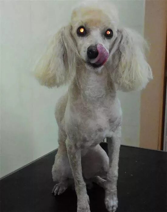 лысый пудель