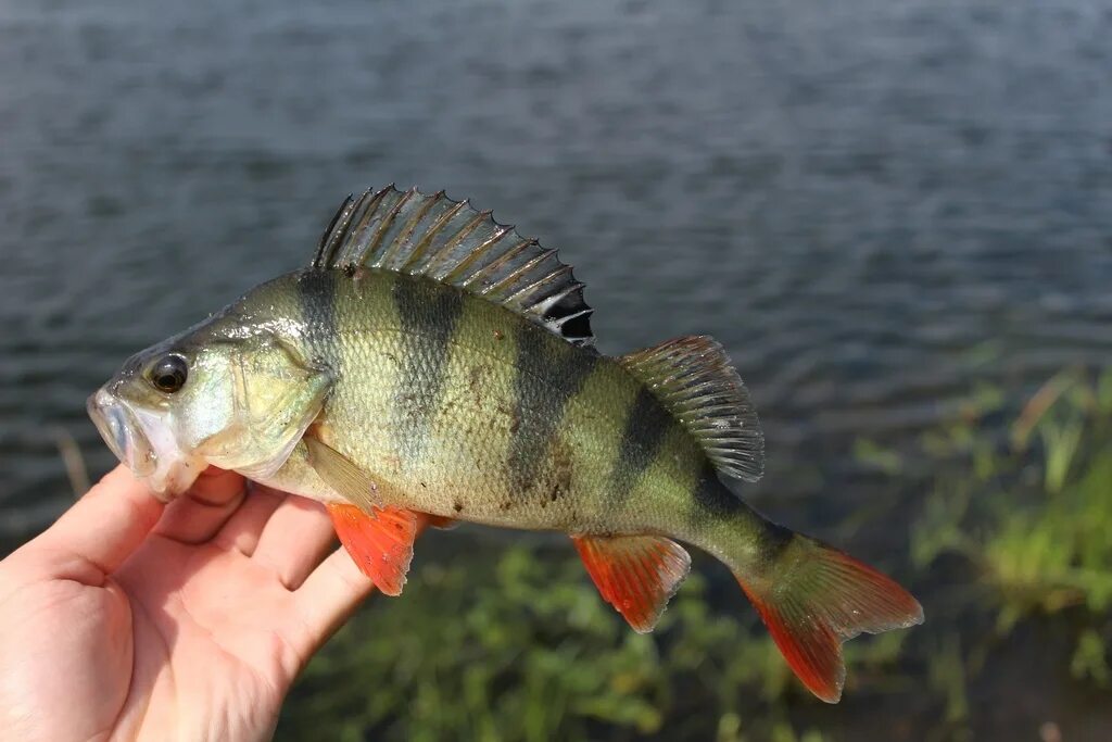 окунь можно есть