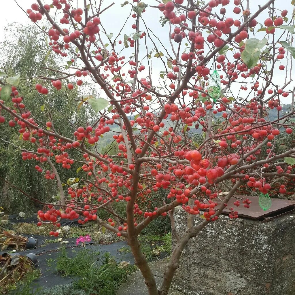 Crab apple tree