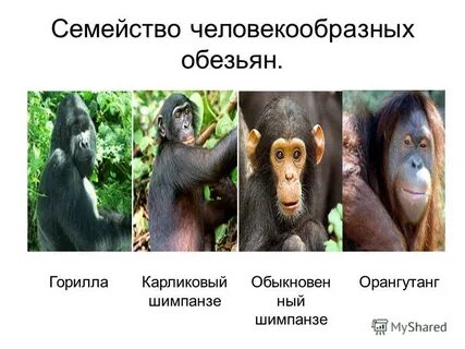Виды обезьян таблица