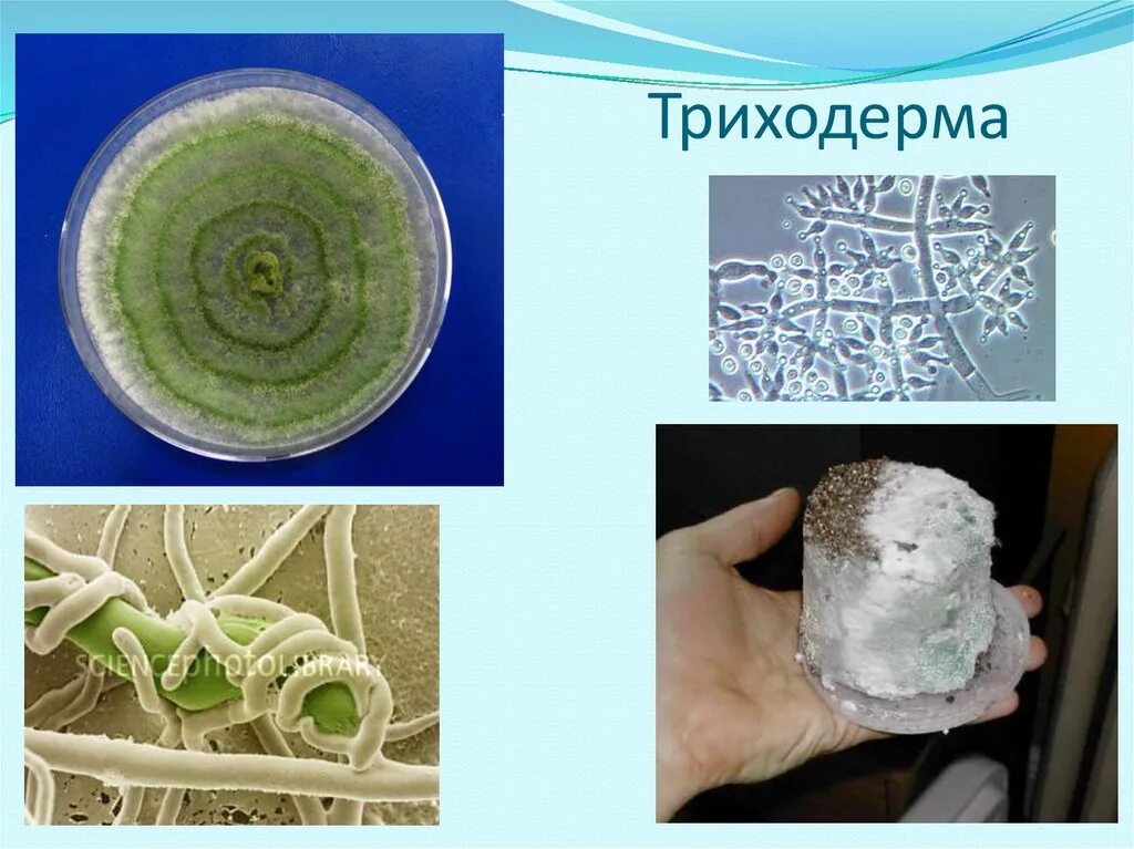 что такое триходерма. триходерма фунгицид. триходерма viride. триходерма зеленая. триходерма зеленая trichoderma viride.