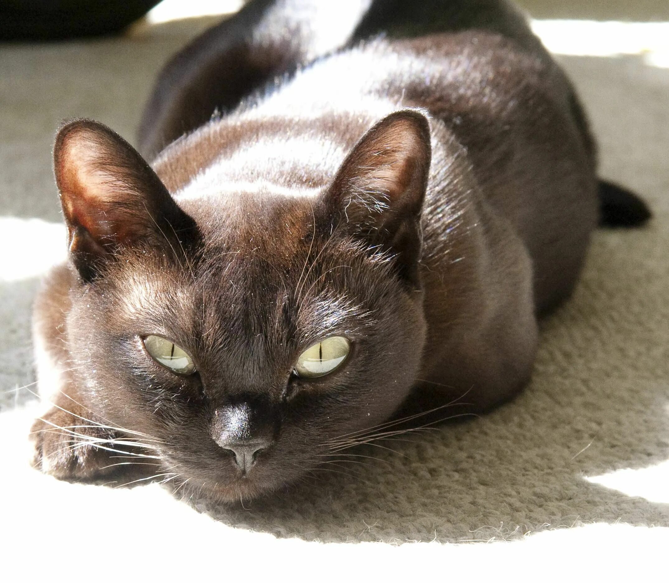 Породы коричневых котов. Бурма кошка. Кошка шоколадная Бурма. Кот европейская Бурма. Бурманская кошка коричневая.