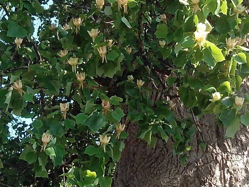 Тюльпановое дерево в сочи головинка. Тюльпановое дерево краснодарский край фото. Лириодендрон тюльпановый головинка. Тюльпановое дерево краснодарский край фото. Тюльпановое дерево в сочи.