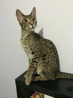 Саванна 3