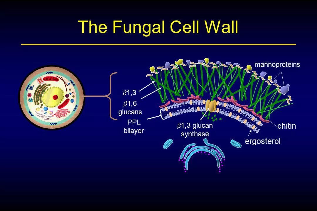 Клетка состоит из хитина. Fungal Cell Wall. Клеточная стенка хитина. Строение клеточной стенки грибов. Клеточная стенка дрожжей.