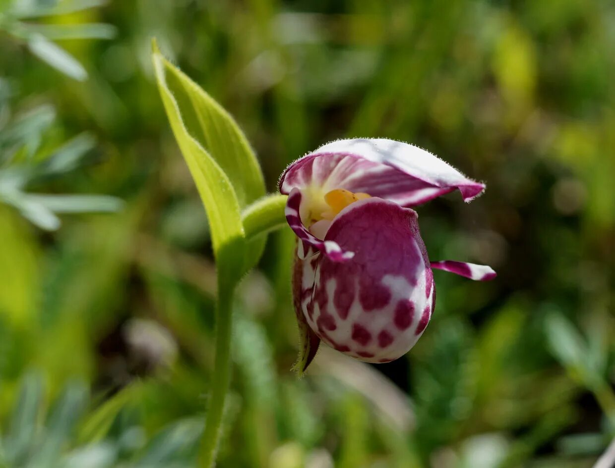 Венерин башмачок пятнистый. Венерин башмачок капельный. Башмачок – Cypripedium guttatum SW.. Цветок Венерин башмачок пятнистый. 5 новых видов растений