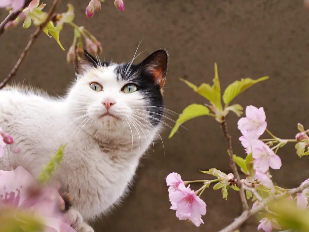 Весенняя кошечка. Весенняя кошка. Весенние котята.