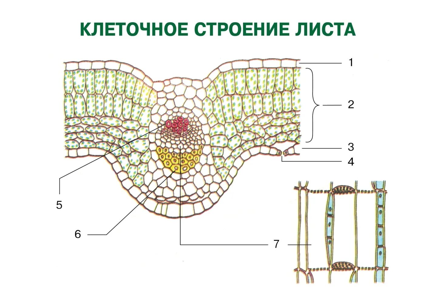 Слой клеток листа. Поперечный срез листа покрытосеменного растения. Поперечный срез жилки листа. Поперечный срез листа строение. Ткани растений поперечный срез листа.