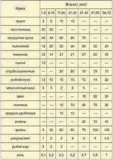 Чем поить индюшат с первых дней жизни