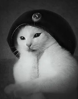 Кот защитник