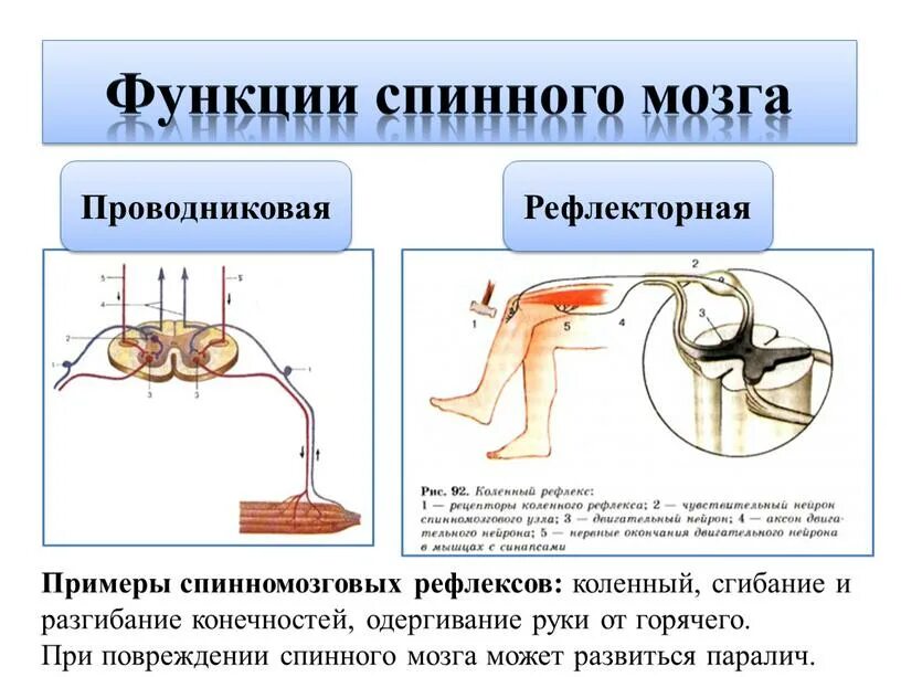 Проводниковая функция спинного мозга осуществляется. Рефлекторная и проводниковая функции спинного мозга. функции спинного мозга рефлекторная и проводниковая таблица. примеры рефлекторной функции спинного мозга. проводниковая функция спинного мозга примеры.