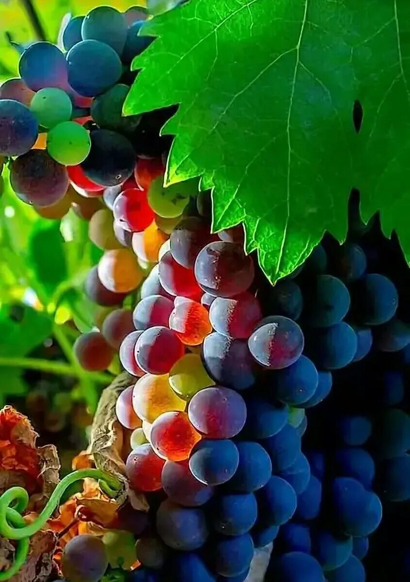 Винограда ягодка. ВИНОГРАДСАЖЕНЦЫ виноградание лоза. Виноград grape. Донская лоза Виноградная гроздь. Гроздь винограда на Лохе.