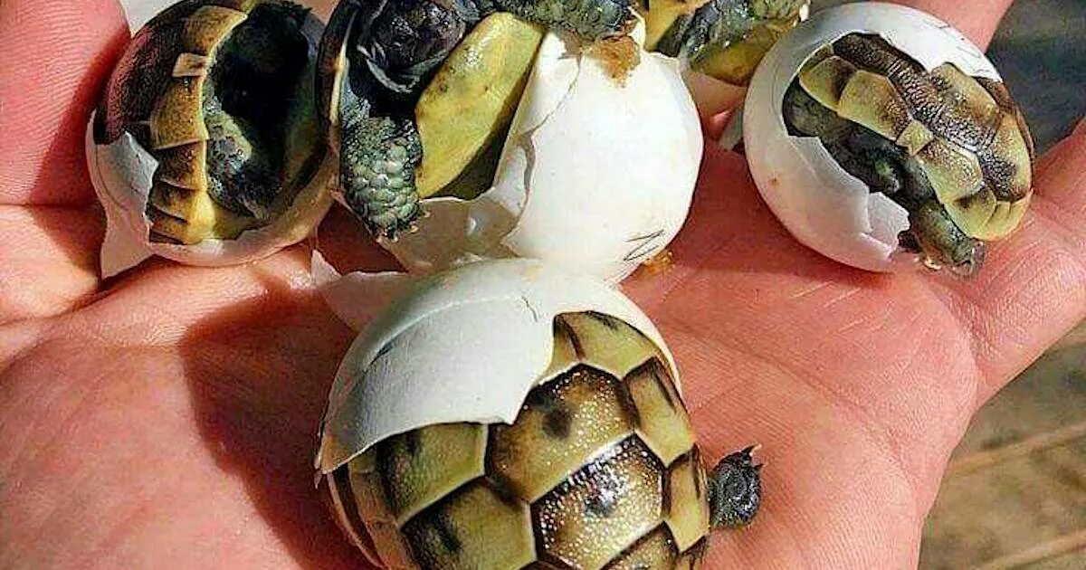 Яйца красноухой черепахи. Среднеазиатская красноухая черепаха. Красноухая черепаха откладывает яйца. Черепашьи яйца красноухие черепахи.