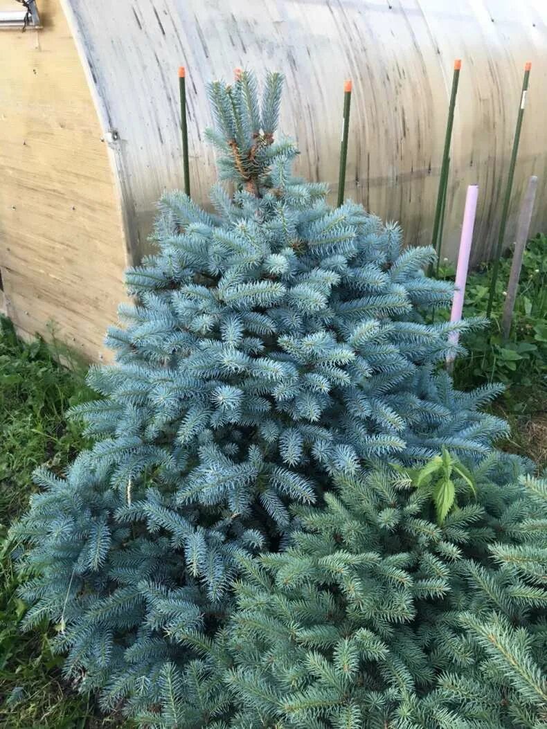 Ель глаука с3. Ель выбрать голубую. Ель колючая роял блу (р9). Ель колючая omega. Голубая ель айдахо.