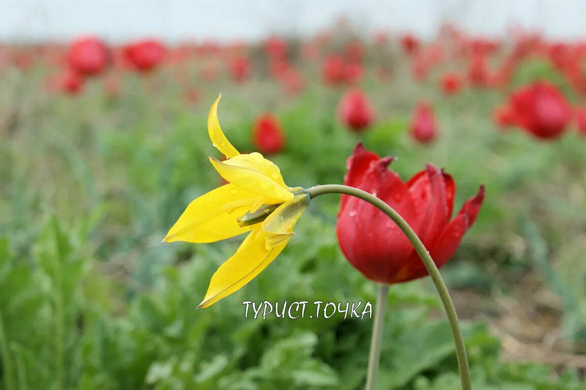 Дикие тюльпаны в ростовской области. Ростовский заповедник тюльпаны. Ростовский заповедник Орловка тюльпаны. Заповедник тюльпанов в Ростовской области. Тюльпаны в степи Калмыкии.