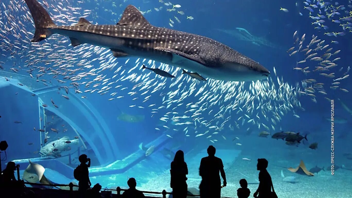 Москвариум животные. Океанариум Москвариум. Москвариум китовая акула. Океанариум в Паттайе Тайланд. Океанариум на ВДНХ акула.
