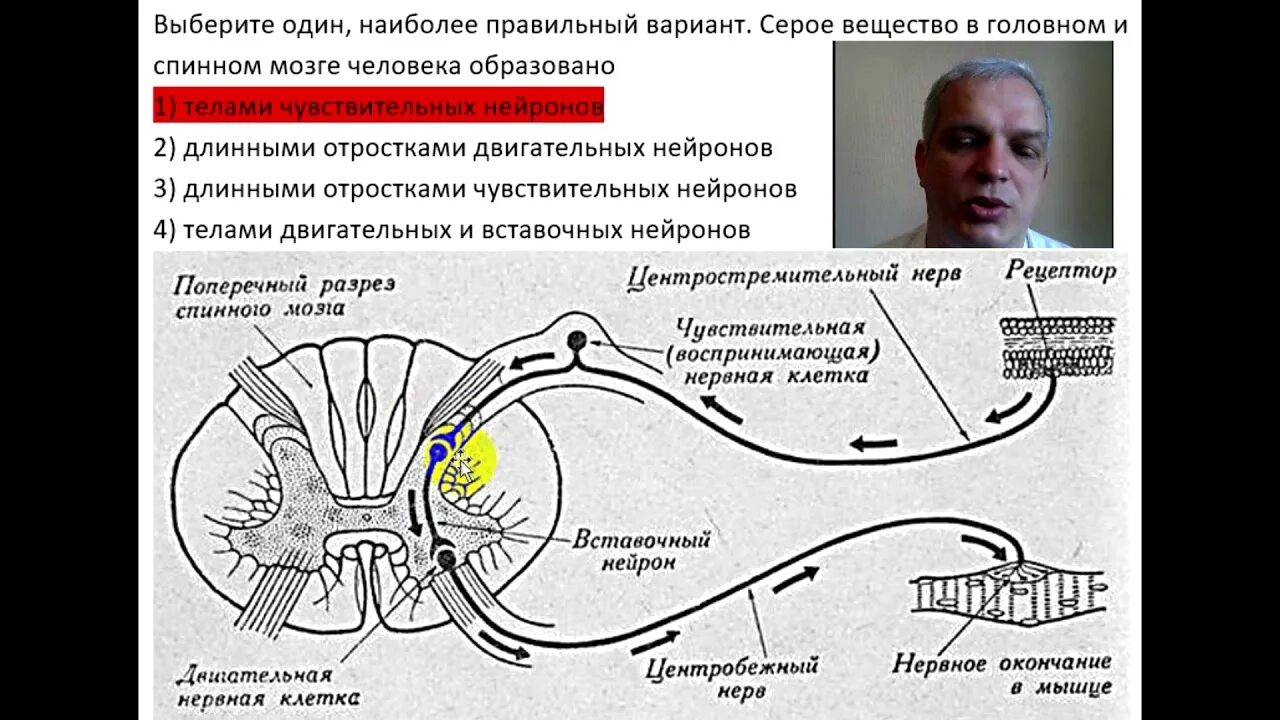 Серое вещество в головном и спинном мозге человека образовано. Тела нейронов в спинном мозге. Нейроны серого вещества спинного мозга. Тела нейронов в сером веществе спинного мозга. Длинные отростки головного мозга