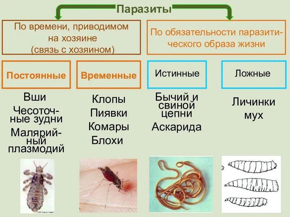 Паразитарные заболевания типы паразиты. Классификация паразитизма. Паразитизм это кратко.