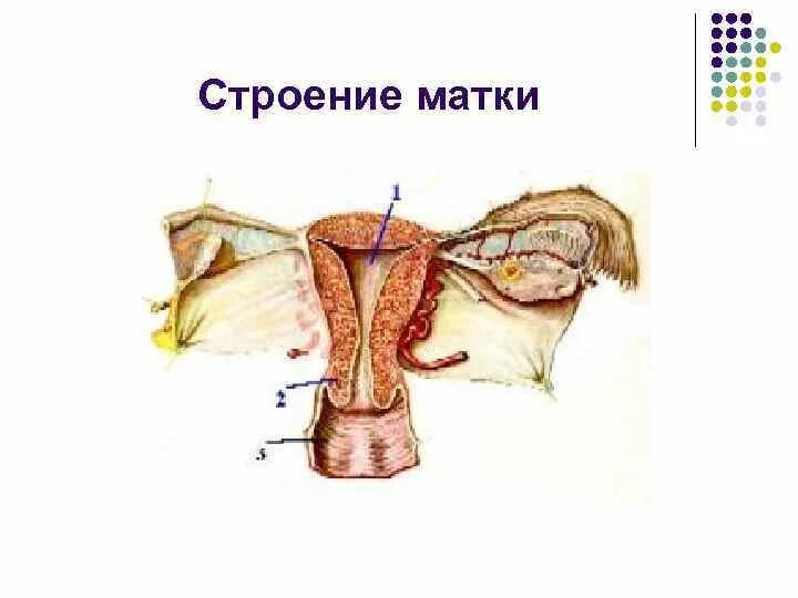 Матка строение. Строение матки. части матки анатомия. перешеек матки анатомия. матка и ее строение.