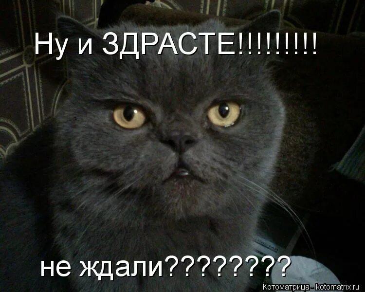 жду из армии. не скучайте без меня. ты придешь. не ждали прикол. прикольные картинки вы ждали.