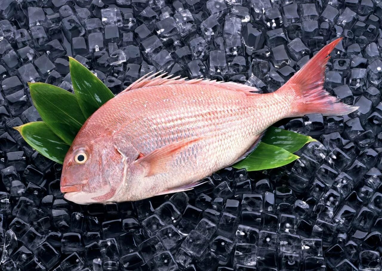 Fish may be