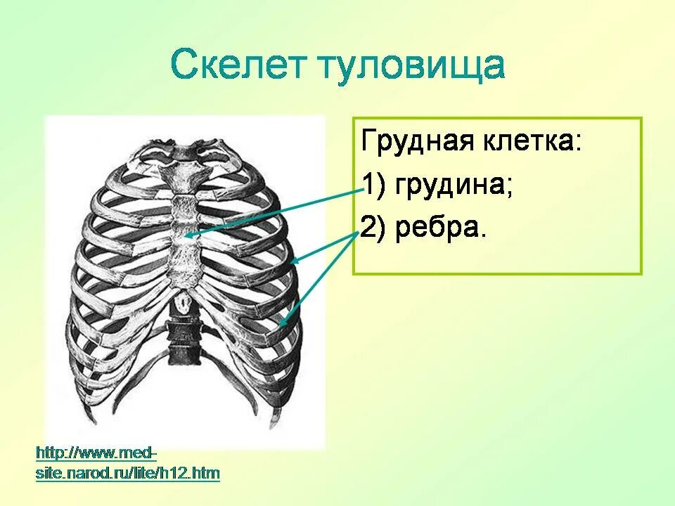 Скелет туловища грудная клетка. Строение скелета туловища человека анатомия. Скелет туловища грудная клетка. Скелет туловища человека анатомия грудная клетка. Строение скелета туловища человека анатомия.