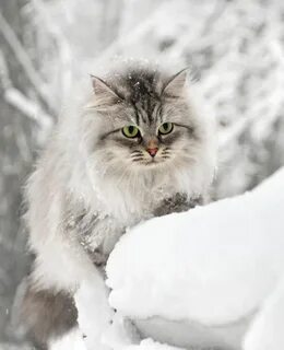 Снежного пушистого утра