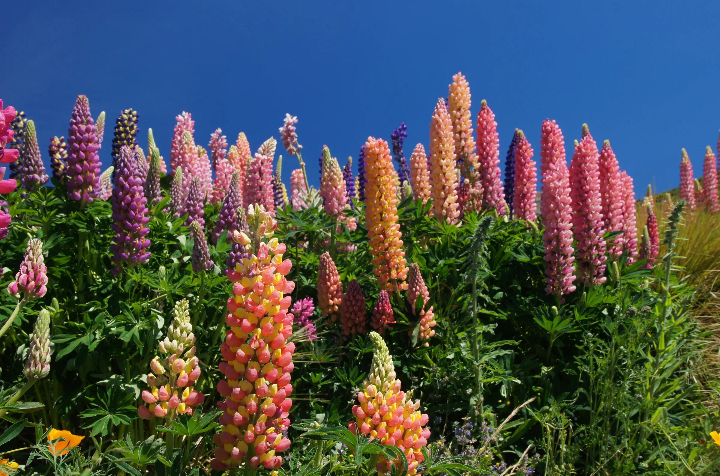 Люпин многолистный Lupinus polyphyllus. Люпин многолистный Шандэлье. Люпин многолистный Руссель. Люпин многолистный Рассела. Люпин многолетний фото