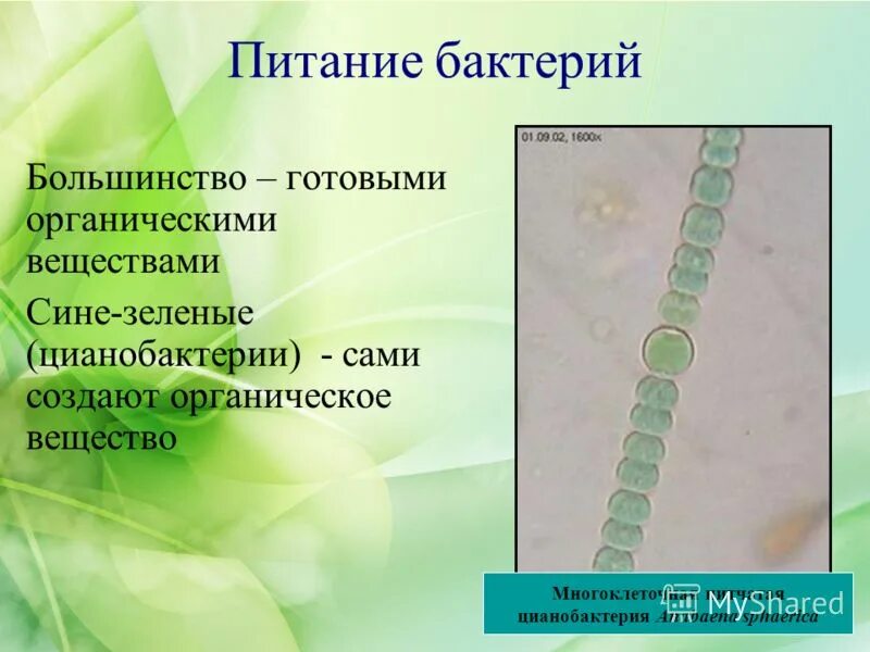 Питание водорослей кратко. Эвглена зеленая в аквариуме. Бактерии питаются готовыми органическими веществами. Лишайники строение и питание. Водоросли способны к фотосинтезу.