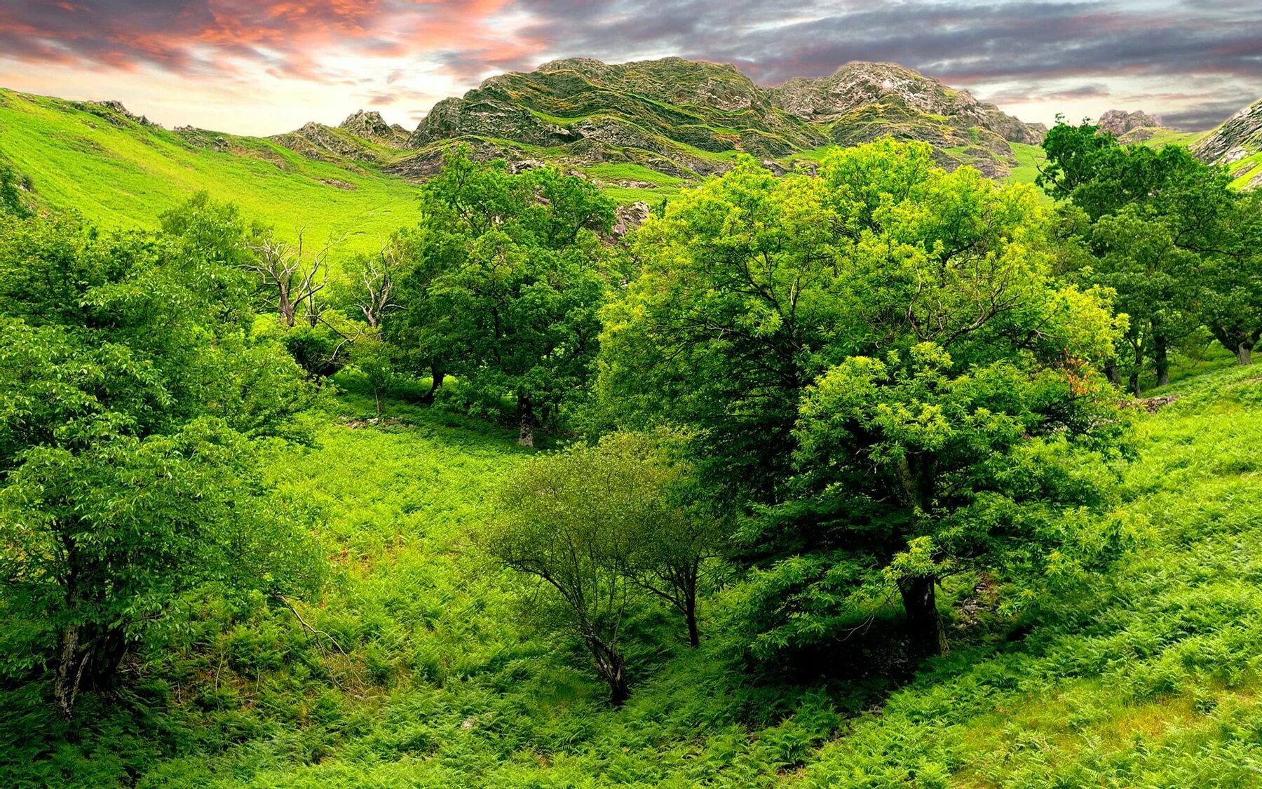 Green Hills зеленые холмы Ирландии. Природа. Зеленая природа. Природа зелень. Низина леса