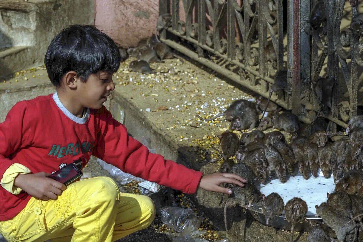Крысы в индии. Храм карни мата индия. Крысы в индии. Крысы в индии. Крысы в индии.
