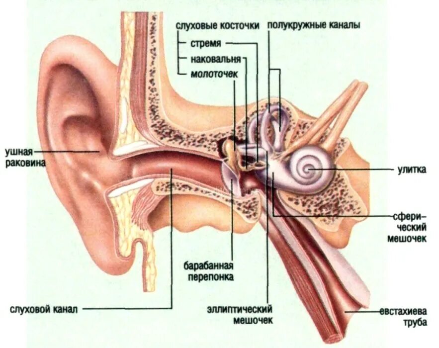Внутреннее строение ушной раковины. Строение органа слуха человека анатомия. Строение слухового анализатора среднее ухо. Строение ушной барабанной перепонки.