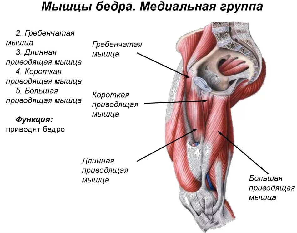 Функции приводящих мышц. Медиальная группа мышц бедра. Мышцы медиальной группы мышц бедра. Внутренняя поверхность бедра и медиальная мышца. Медиальная группа мышц бедра рисунок.