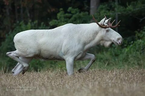 Белый лось
