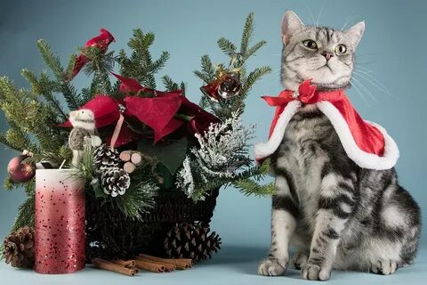 Последний котик