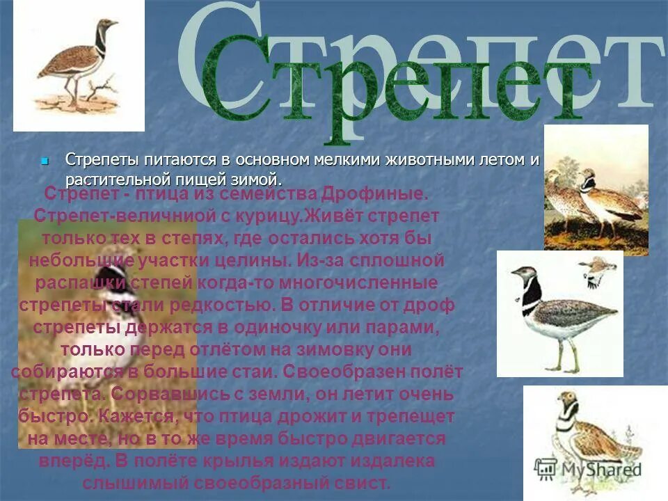 и мужское имя птица из дрофиных. и мужское имя птица из дрофиных. дрофа и стрепет. и мужское имя птица из дрофиных. дрофа обыкновенная.