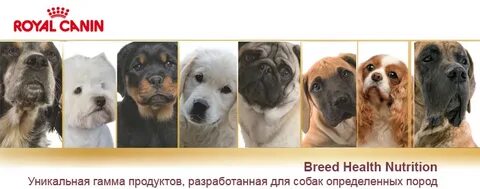Распознай породу
