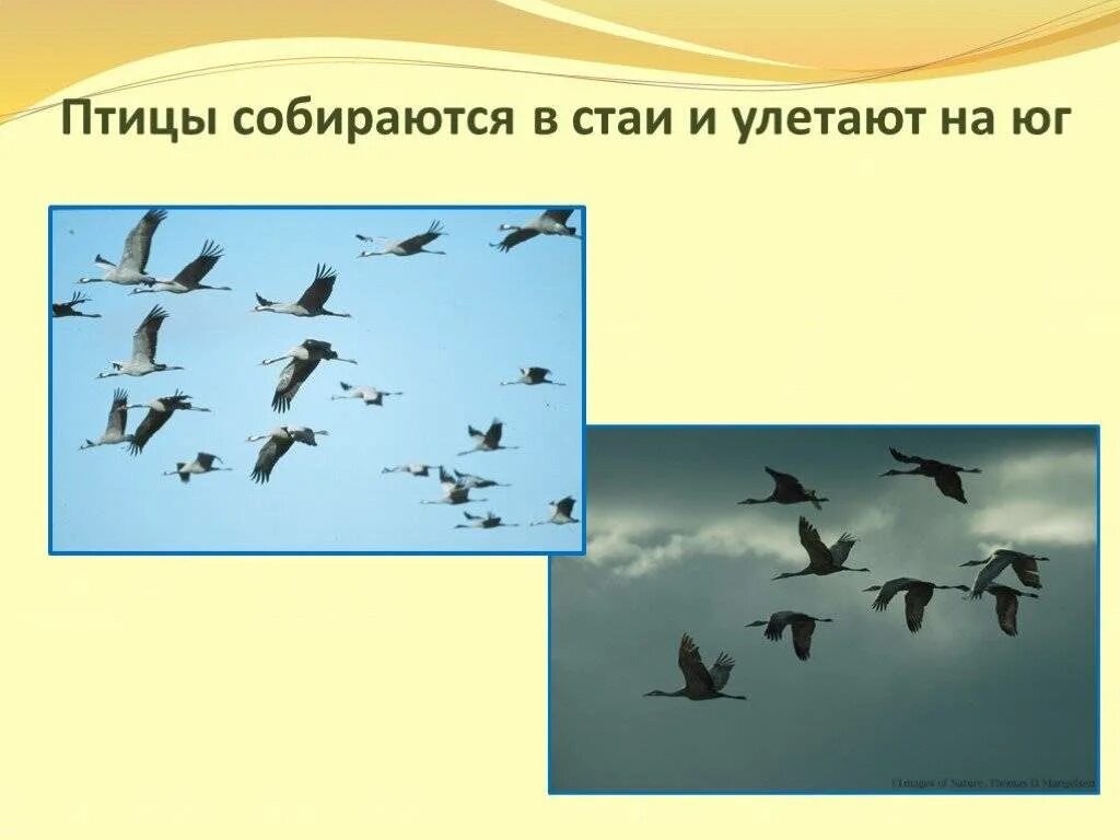 Почему в теплые края