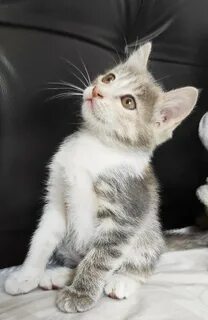 Кошку достали