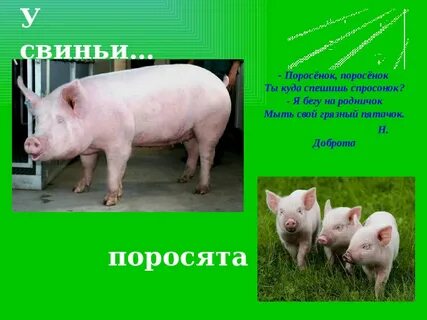 Свинья относится