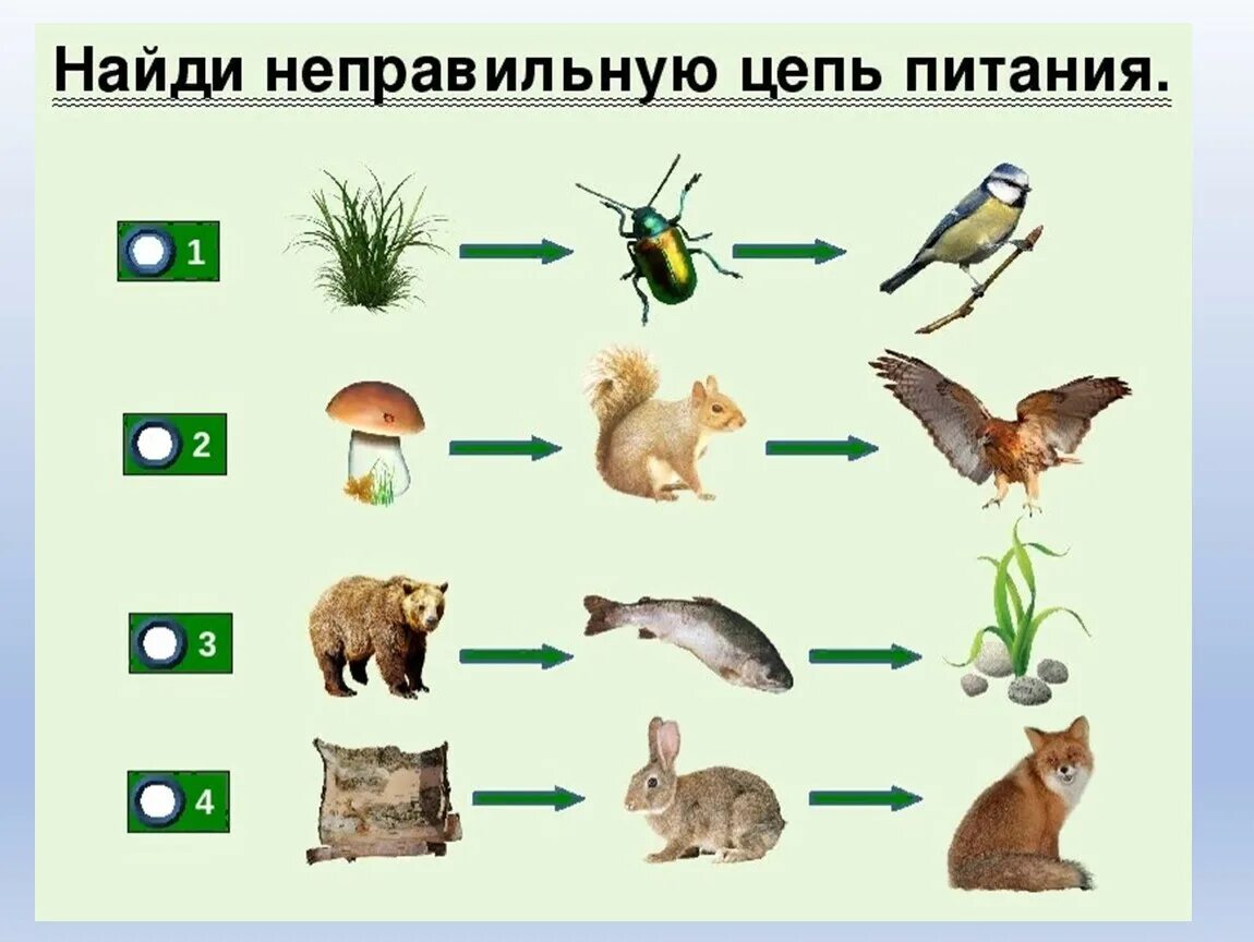 Вопросы по биологии природные сообщества. Цепочка питания биология 5. 2 Цепочки питания животных. Цепь питания в лесу 3 класс окружающий мир. 4 Цепочки питания животных.