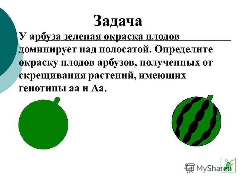 Плод арбуза ответ. У арбуза зеленая окраска плода доминирует. У арбуза зеленая окраска плодов доминирует над полосатой. У арбуза зеленая окраска плода доминирует над полосатой определите. Задача у арбуза зеленая окраска плодов.