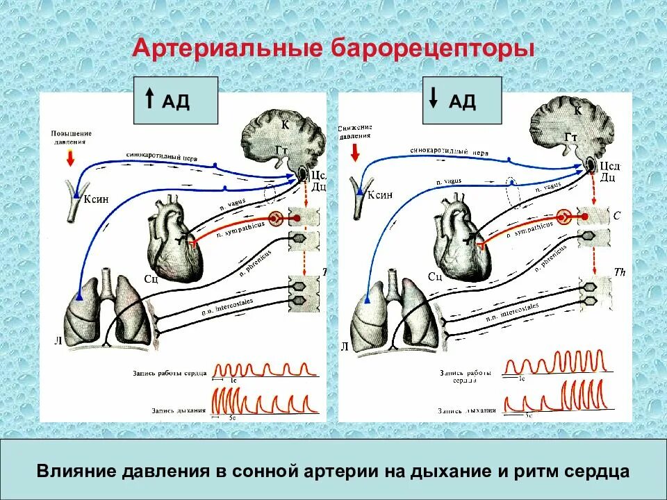 Регуляция артериального давления механизмы барорецепторы. Рефлекс с барорецепторов схема. Барорецепторные рефлексы регуляции ад. Рефлексы регуляции давления артериального.