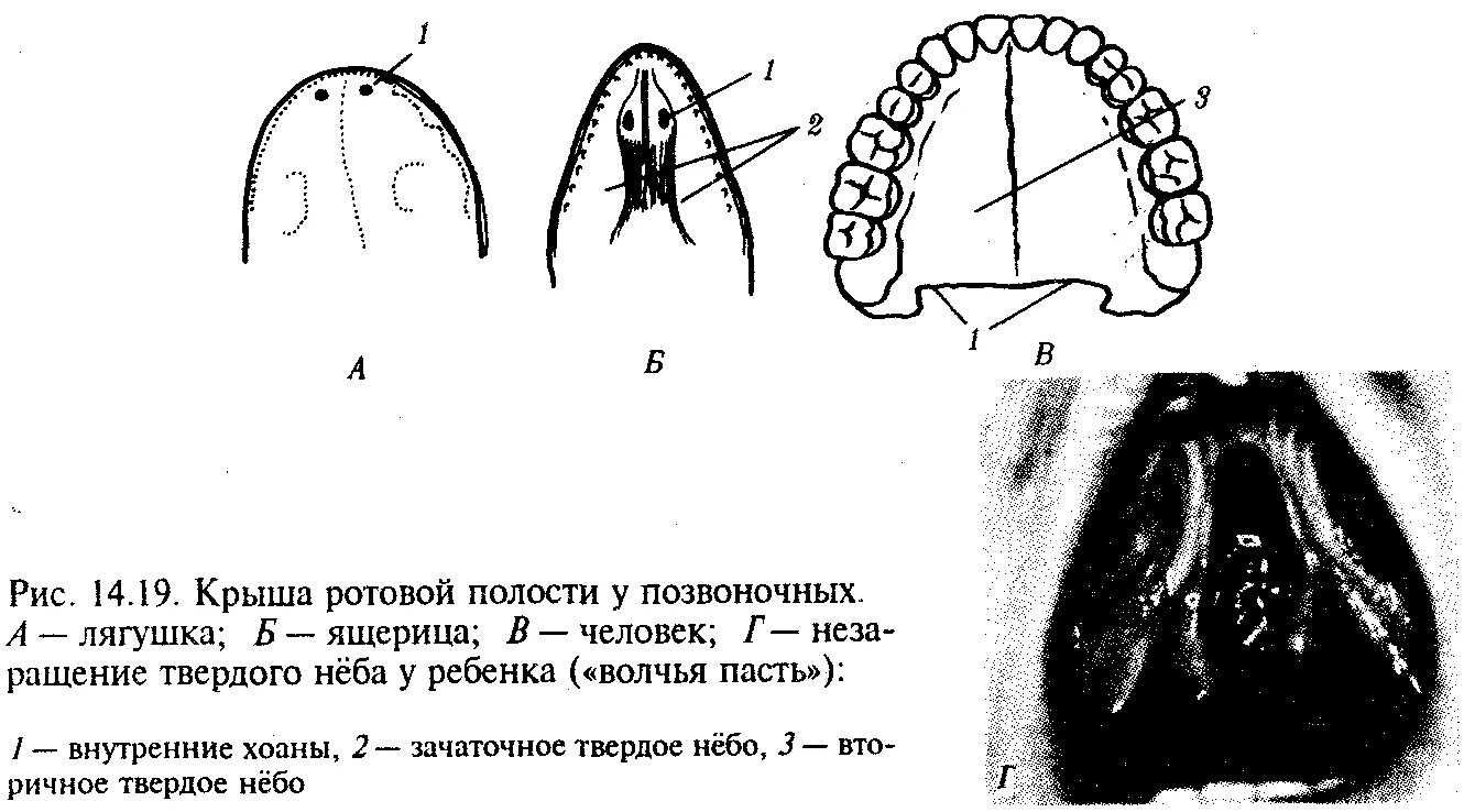 Твердое небо полости рта. Крыша ротовой полости у позвоночных. Форма свода твердого неба. Ротовая полость твердое небо.