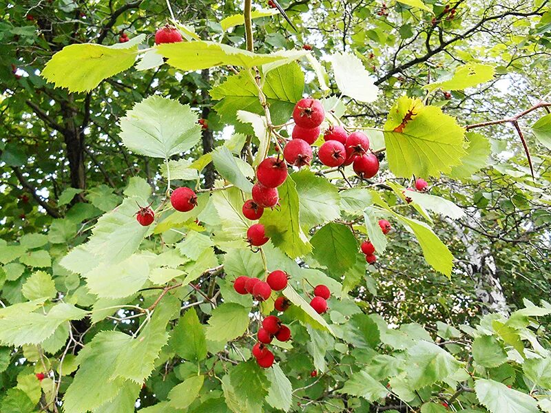 Боярышник арнольда описание. Crataegus arnoldiana. Боярышник Арнольда. Боярышник шарлаховый Crataegus coccinea. Боярышник Арнольда "arnoldiana".