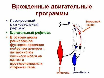 Двигательные рефлексы спинного мозга